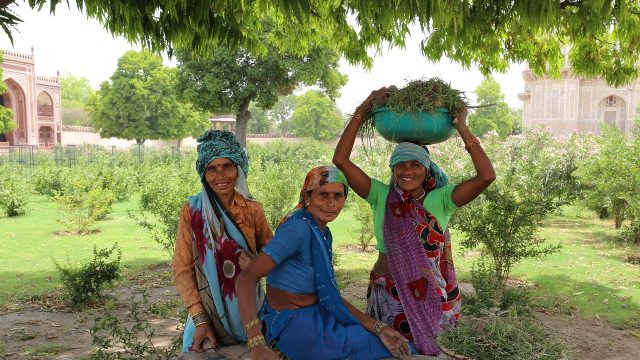 Women harvesting, tourist traps