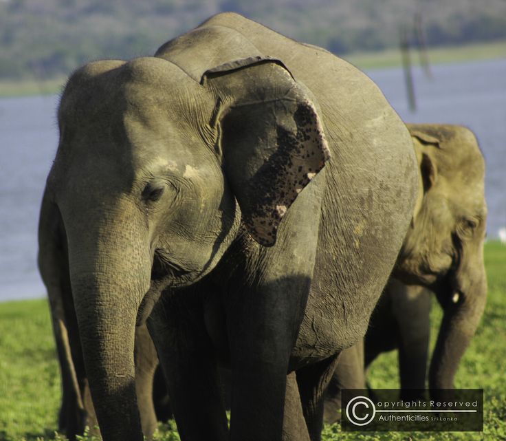 Elephants in Sri Lanka