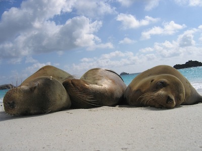 seals on beach in galapagos