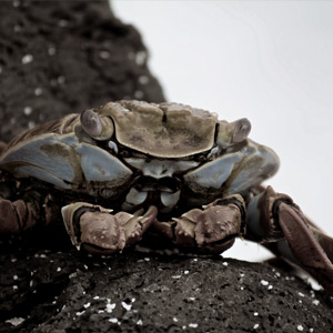 galapagos crab