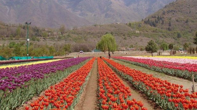 India Tulip Festival