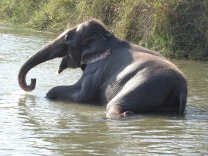 Nepal Chitwan Megauli elephant